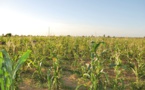 Sénégal : Une production de 25. 939 tonnes de maïs attendue du projet USAID/PCE
