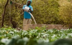 Financement de l’agriculture dans l’Uemoa : Les producteurs appelés à adopter des « modèles innovants »