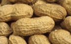 Sénégal: Campagne de commercialisation de l'arachide 2014-2015 - Les opérateurs cherchent graines à acheter à Kaolack