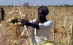 Sécurité Alimentaire dans l’UEMOA : Le Comité de Haut Niveau adopte un programme décennal