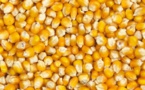 Sénégal : Le prix du kg de maïs baisse en février 2015
