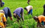 Autosuffisance en riz: des producteurs promettent 1 million de tonnes