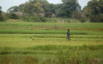 Sénégal : selon des experts l’autosuffisance rizicole passe par la formation des producteurs