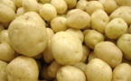 Sénégal: Plus de 50.000 tonnes de pomme de terre attendues pour 2015