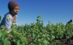 Agriculture : Un professeur chinois préconise le développement de grandes fermes en Afrique