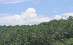 La Côte d’Ivoire initiera un ambitieux plan de développement de la filière Palmier à huile