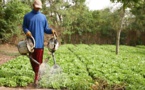 Sénégal : La zone des Niayes est incontournable pour une production suffisante de produits horticoles