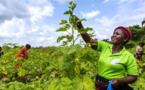 Autonomisation économique et développement durable en Afrique : Des experts plaident l’intégration des droits fonciers des femmes dans la Zlecaf