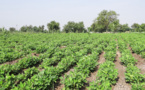 AGRICULTURE SENEGALAISE : Ces contraintes qui plombent le financement