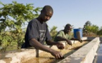 Le changement climatique affecte les récoltes d’arabica en Afrique orientale (étude)