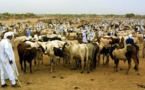 Afrique: La FAO lance une nouvelle initiative avec des partenaires pour donner voix au chapitre à des millions d'éleveurs