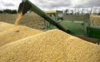 Afrique: La FAO et ses partenaires veulent renforcer la sécurité alimentaire dans la région méditerranéenne