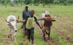 Il est plus difficile de reformer l’agriculture que la démocratie (étude)