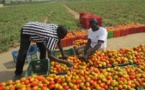 PROJET DE FERMES FAMILIALES INTÉGRÉES « NAATANGUE » : La part du lion à la région naturelle de Casamance