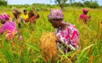 Mise en œuvre du projet Presan : La Bad fait  un don de 20 millions de dollars au Sénégal