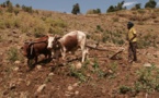 Afrique: La FAO plaide en faveur d'une conservation d'urgence des sols de montagne