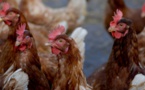 Légère hausse en avril des prix des produits alimentaires (FAO)
