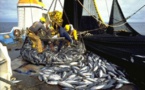 Pêche : Baisse de 12,4% des débarquements de la pêche à fin mai 2015