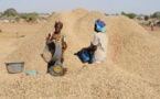 Sénégal : Les produits arachidiers augmentent de 67,9 à fin mai 2015