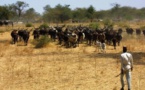 Sénégal : La première phase du Programme national de développement intégré de l’élevage financée à hauteur de 78,60 millions d’euros
