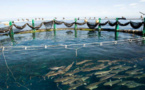 Pêche et de l’aquaculture : L’activité prévue en hausse de 2,3% en 2023