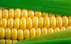 Biotechnologie : le Kenya produit son premier maïs génétiquement modifié
