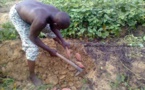 « La patate douce et le manioc jouent un rôle dans l’alimentation de nos concitoyens »