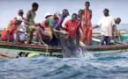 Sénégal : Les débarquements de la Pêche font un plongeon de 27,3% au troisième trimestre 2015