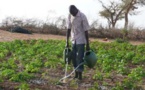 L’Agriculture, Levier Performant du Plan Sénégal Emergent