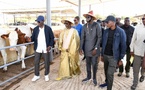 Programme d’amélioration génétique des races : Le Sénégal a réceptionné 1250 génisses gestantes