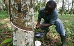 Côte d’Ivoire : La Société des Caoutchoucs de Grand Béréby annonce une forte hausse de son résultat net au premier trimestre 2025.