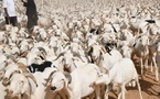 Approvisionnement en moutons : Le Sénégal n’importe que 300 mille sujets, selon le ministre Mabouba Diagne
