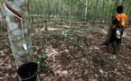 Côte d’Ivoire : Forte hausse de 949% du résultat net de la Société Africaine de Plantation d’Hévéas au premier trimestre 2025.