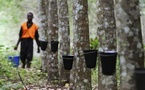 Côte d’Ivoire : Forte progression de 149% du résultat net de la Société de Caoutchouc de Grand Béréby en 2024.