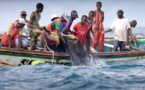 Sénégal: Baisse de 18.785 tonnes des débarquements de la pêche en 2015