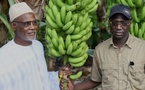 Filière banane : «L’autosuffisance à notre portée », affirme le ministre Mabouba Diagne Filière banane : «L’autosuffisance à notre portée », affirme le ministre Mabouba Diagne