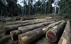 Mettre un terme à la déforestation en Afrique