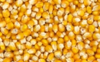 Sénégal : Hausse de 6 FCFA du kg de maïs  en février 2016