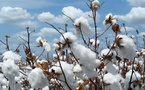 Sénégal : Pas d’activité d’égrenage de coton en novembre 2025