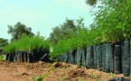 Environnement : Dakar abrite une conférence sur la grande muraille verte en mai