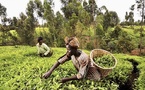 Renforcement de la souveraineté alimentaire en Afrique : Pour faire face aux tensions mondiales, la France lance Farm+