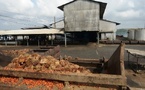 Retour sur investissements : Les actionnaires de la société Palm Côte d’Ivoire percevront un dividende global brut de 7,754 milliards FCFA.