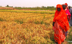 Autosuffisance en riz en Afrique :  AfricaRice et la Fondation africaine pour les technologies agricoles signent un accord