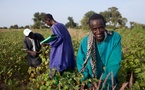 L'agriculture africaine - Une voie essentielle vers le développement économique et l'emploi
