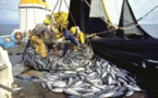 Pêche : Hausse de 15.824 tonnes  des débarquements  à fin avril 2016 au Sénégal