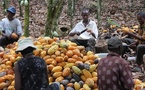 Côte d’Ivoire : Les prix du café et du cacao fixés respectivement à 1300 et 1200 FCfa par Kg