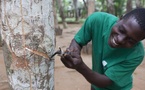 La Société Africaine de Plantation d’Hévéas annonce une baisse de 88% de son résultat net au premier semestre 2026.
