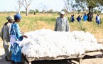 Afrique: Sous l'arbre à palabres - L'heure des comptes pour le coton africain