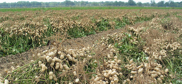 Arachide : Une production de plus de 1,7 million de tonnes attendue
