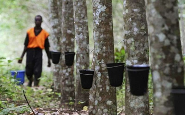 Côte d’Ivoire : Forte progression de 149% du résultat net de la Société de Caoutchouc de Grand Béréby en 2024.
